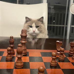 Meet your Posher, Inaaya